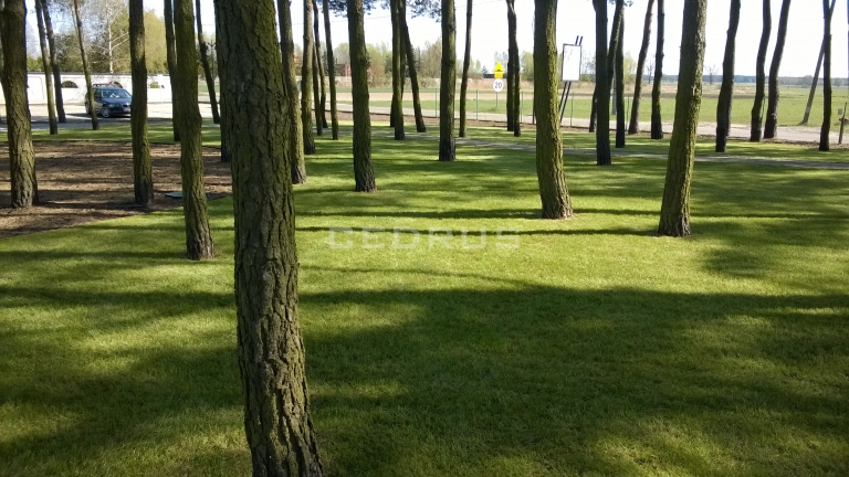 KARDAMON - restauracja